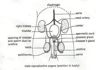 Male Reproductive Model Labeled