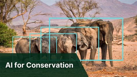 AI For Conservation Assessing Rainforest Biodiversity In Africa