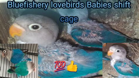 Bluefishery Lovebirds Babies Shift In Cage Sohail With Birds Urdu