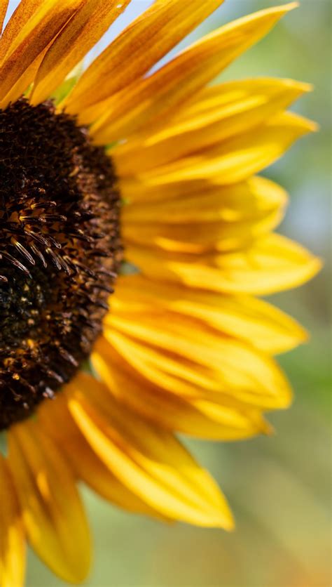 Fondos De Pantalla De Girasoles Hermosos