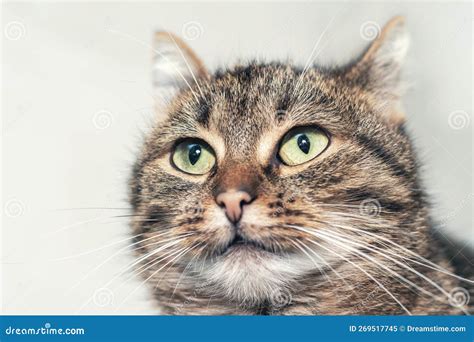 Brown Tabby Cat with Green Eyes Close-up. Portrait of a Cat Stock Image ...