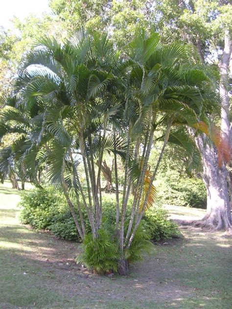 180 best Tropical plants full sun images on Pinterest | Exotic flowers, Gardening and Landscaping