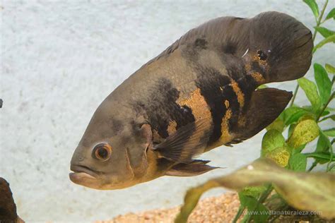 Pez Óscar Astronotus ocellatus Vive la Naturaleza