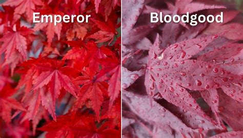 Japanese Maple Bloodgood Growth Rate