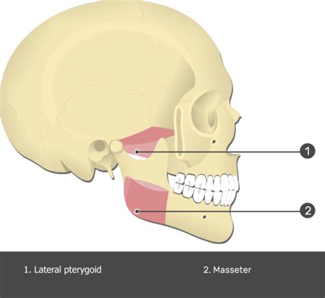 Masseter Muscle - Attachments, Actions & Innervation | GetBodySmart