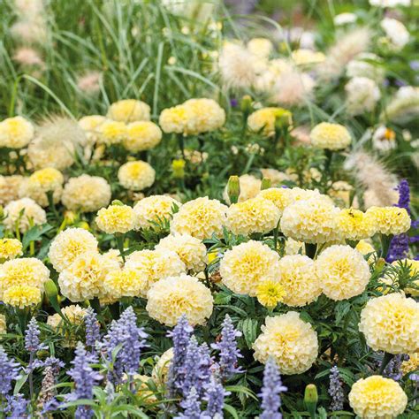 Bulk Marigold Seeds | Buy in Bulk – Bulk Wildflowers