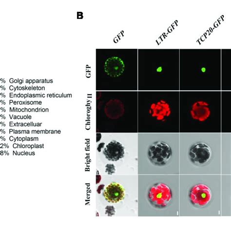 Subcellular Localization And Go Annotation Of Differentially