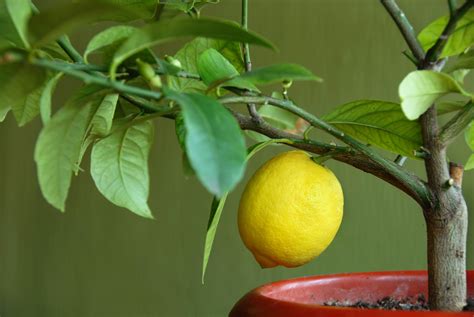 Growing Lemon Trees In Containers Food Gardening Network