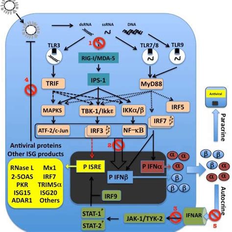 Tlr Dependent And Independent Ifn I Induction Signaling And Action Download Scientific