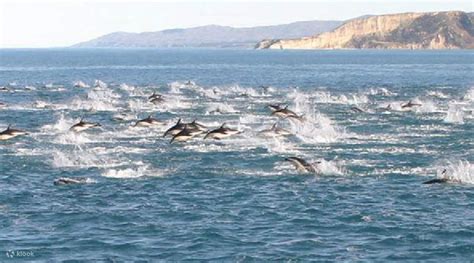 Kaikoura Dolphin Encounter Klook New Zealand