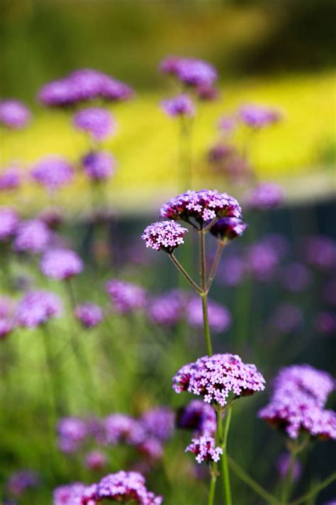 Unlock The Secrets How To Successfully Grow Verbena Bonariensis In Your Garden By Gardening