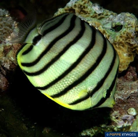 Chaetodon Octofasciatus Poppe Images