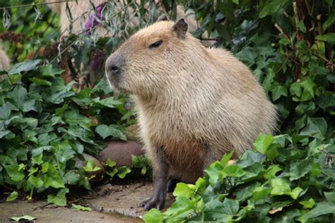 Kenapa Capybara Tidak Dimakan Buaya Ternyata Ini Alasannya