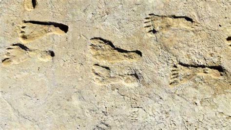 23 000 Year Old Human Footprints Discovered In New Mexico Sci News