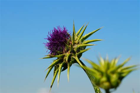 Blossom Of A Milk Thistle Stock Image Image Of Flower 262497977