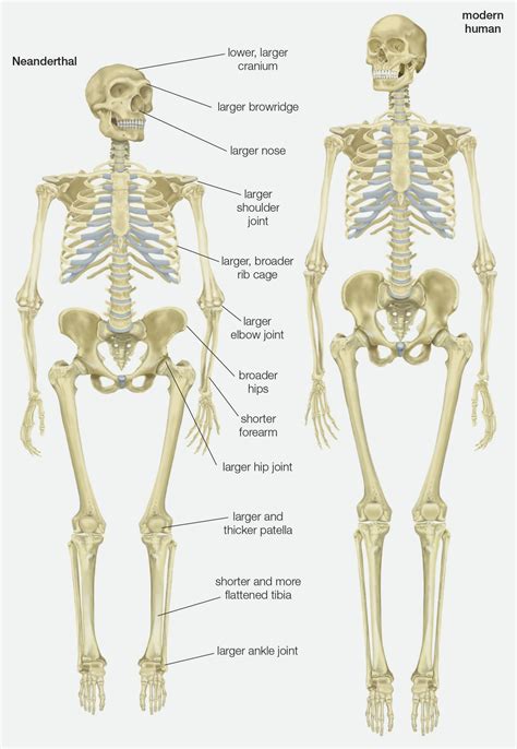 Humans And Neanderthals Had Sex But Was It For Love Vox