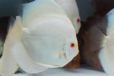 The Rare Beauty Of Albino Discus Worldweet