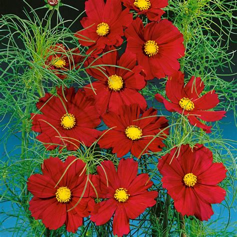 Cosmos Bipinnatus Sensation Mix