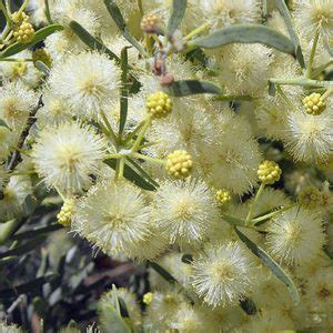 Acacia Victoriae Gundabluey Bramble Wattle Seed X Bulk Ole