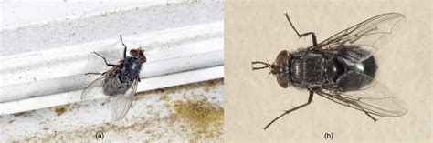 Blow Flies Vs House Flies What S The Difference Get Rid Of Them