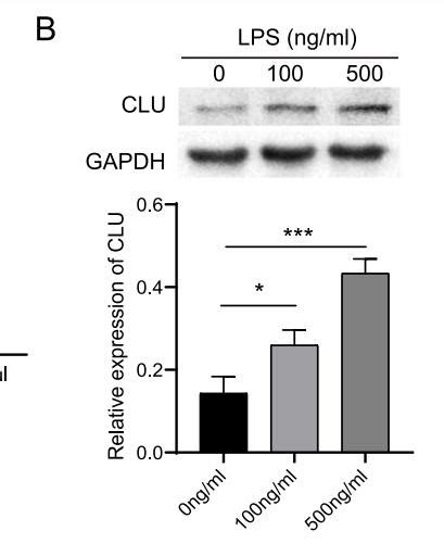 Gapdh Antibody Affinity Biosciences