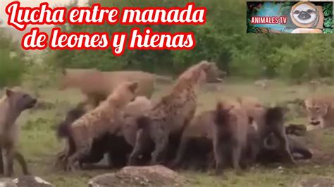 Lucha Entre Manada De Hienas Y Leones Por Cad Ver De B Falo Hienas