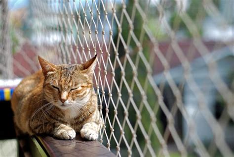 Tela De Prote O Para Gatos Por Que Colocar E Como Escolher Pet