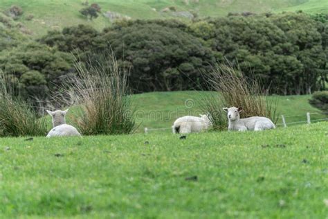 Sheep on New Zealand farm stock image. Image of land - 134076657