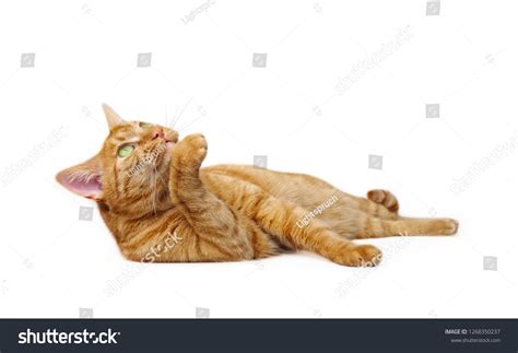 Cute Ginger Cat Lying Down Side Stock Photo Shutterstock