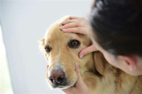 Dry Eye In Dogs Symptoms Causes Diagnosis Treatment Recovery