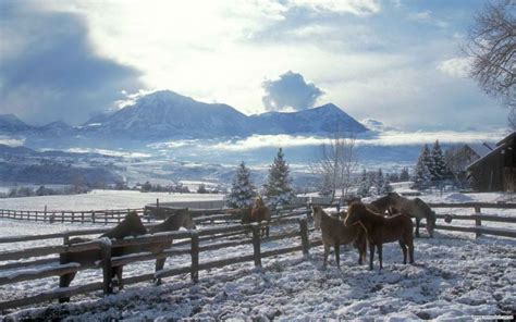 HD Horse Farm In Winter Wallpaper | Download Free - 71172