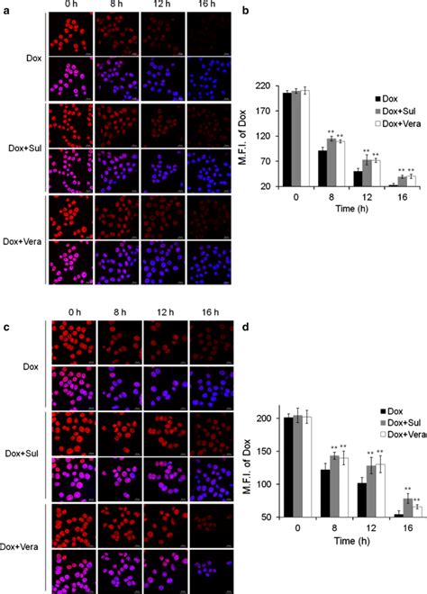 Sulbactam Enhanced Cytotoxicity Of Doxorubicin In Breast Cancer Cells