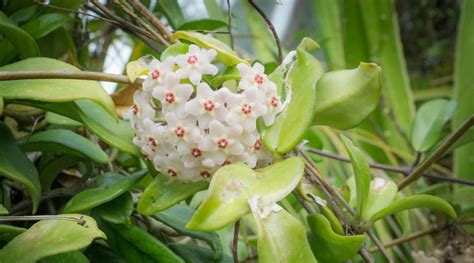 How to Plant, Grow and Care For Hoya Bella