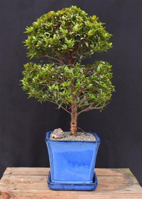 Trained Flowering Brush Cherry Bonsai Tree Eugenia Myrtifolia