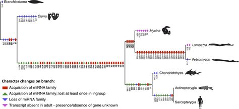 Micrornas Reveal The Interrelationships Of Hagfish Lampreys And