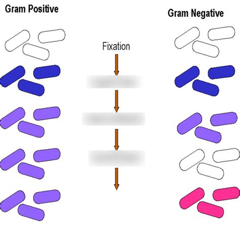 Gram Staining Diagram Quizlet