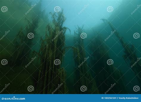 kaindy lake mountain lake stock image image  bottom