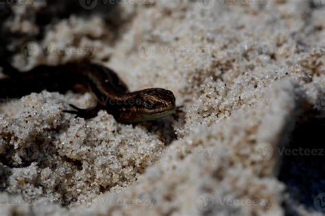 Sand Lizard Stock Photos, Images and Backgrounds for Free Download