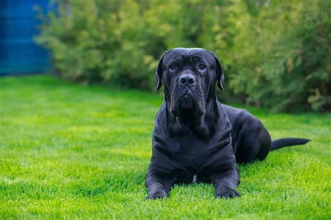 Cane Corso Colors Rarest To Most Common A Z Animals