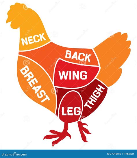 Chicken Cuts Diagram Stock Vector Illustration Of Duck 37946180