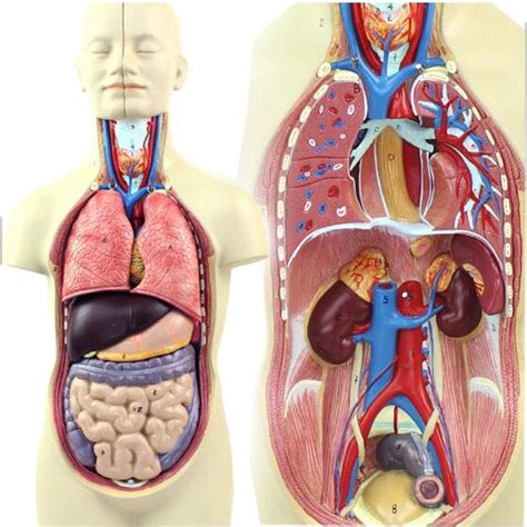 Modelo Educativo 43 Cm Modelo De Tronco Humano Anatomia Do Corpo Humano