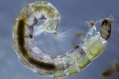 Midge Larva Light Micrograph Photograph By Science Photo Library