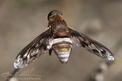 Bee Fly Ligyra Gazophylax Bugguidenet