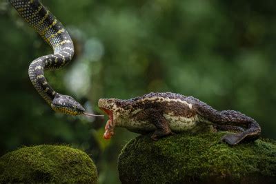 Almost Coming By Ajar Setiadi