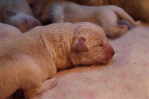 Golden Retriever Suczka Metryka Zkwp Fci Wiecie Olx Pl