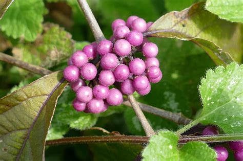 Owoc Jagoda Callicarpa Americana Darmowe Zdj Cie Na Pixabay