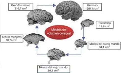 La Evoluci N Del Cerebro Timeline Timetoast Timelines