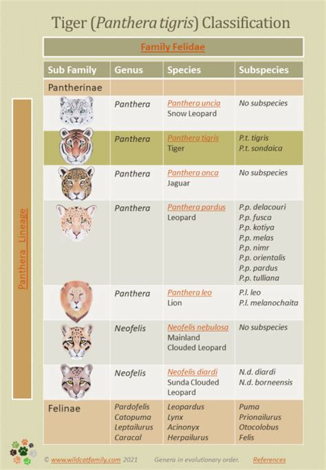 Tiger Panthera Tigris Classification