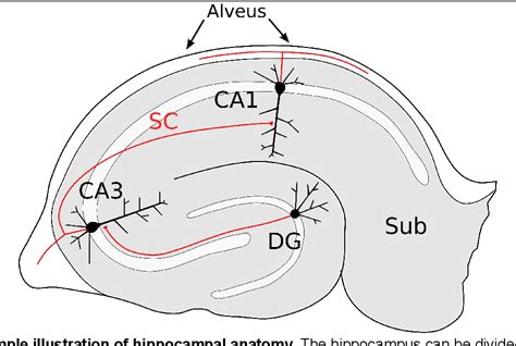 Short Term Activity Dependent Changes In Schaffer Collateral Axon