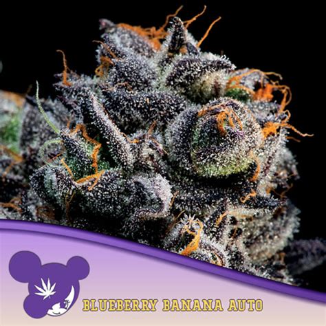 Auto Blueberry Banana Semillas Autoflorecientes Anesia Seeds Salt N